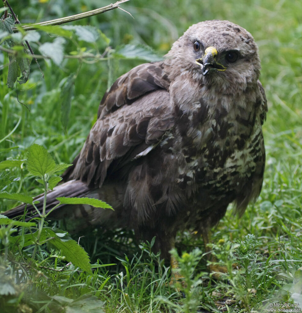 Common Buzzard