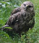 Common Buzzard