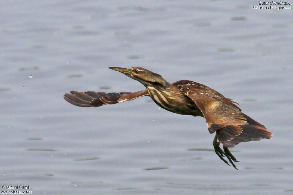 American Bittern, Flight