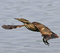 American Bittern