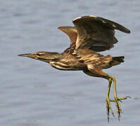 American Bittern