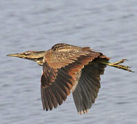 American Bittern