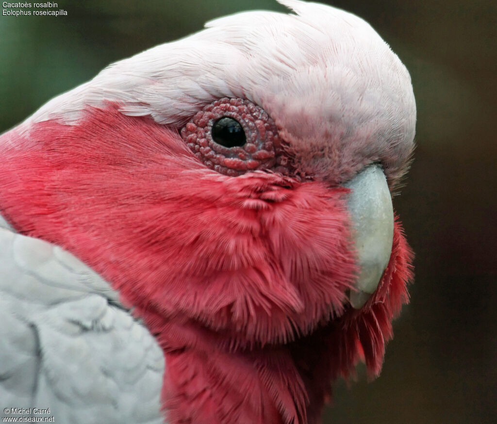 Galah