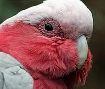 Galah