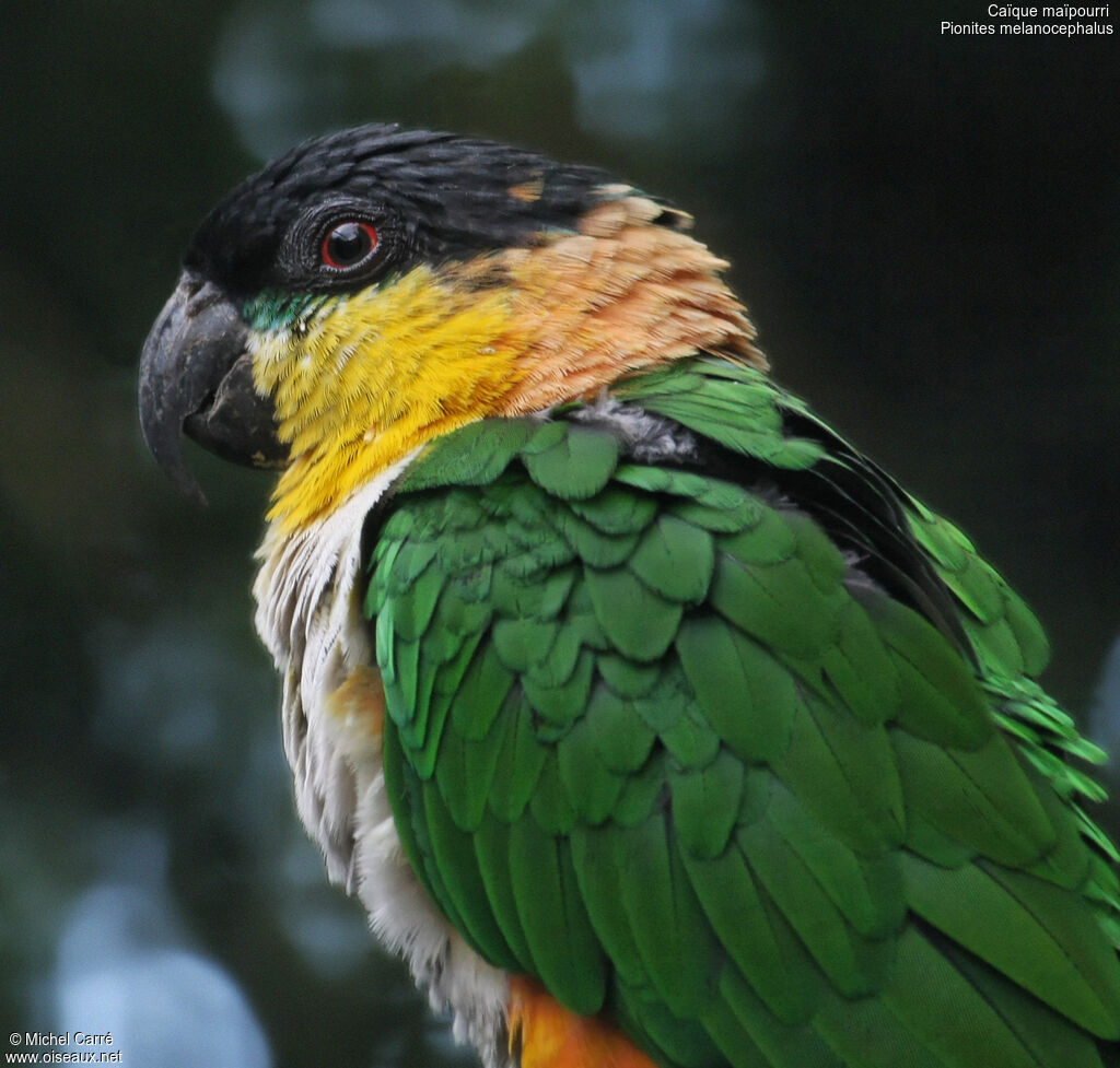 Black-headed Parrotadult