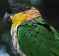 Black-headed Parrot