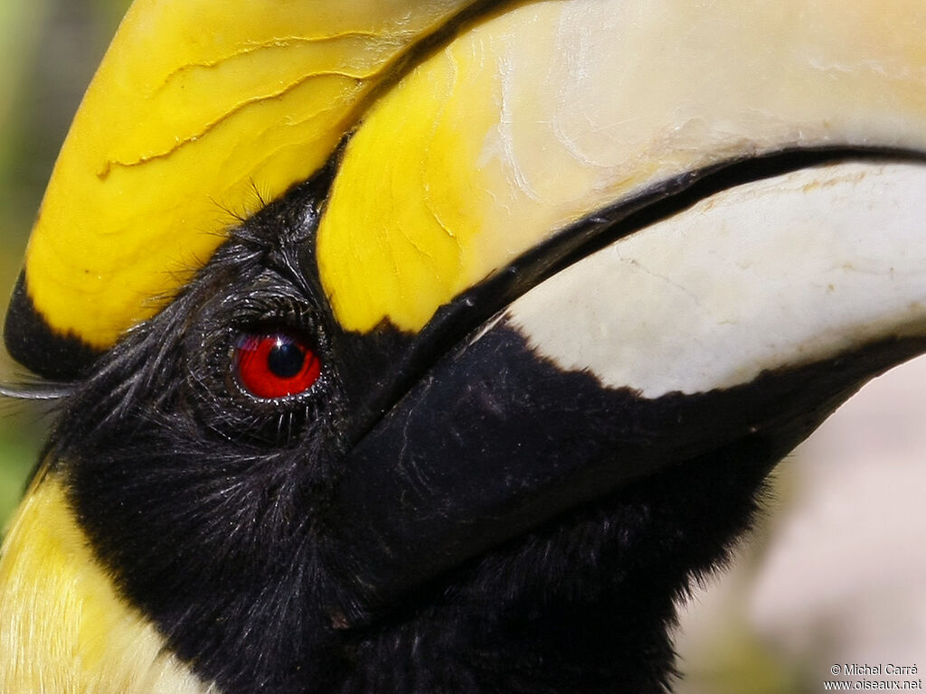 Calao bicorne mâle adulte, identification