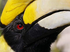 Great Hornbill