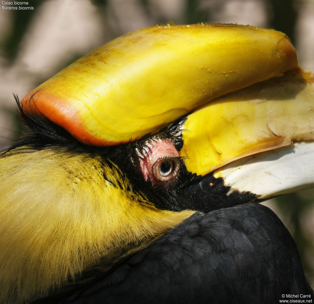 Calao bicorne femelle adulte, identification