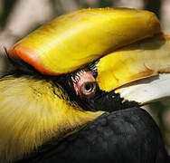 Great Hornbill