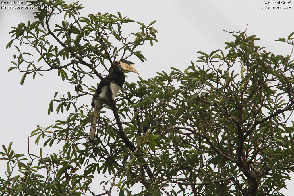 Malabar Pied Hornbill male adult