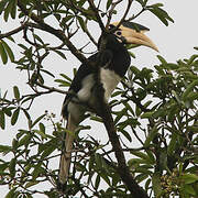 Malabar Pied Hornbill