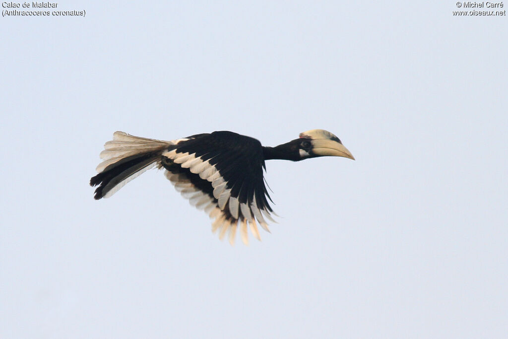 Malabar Pied Hornbill male adult