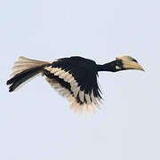 Malabar Pied Hornbill