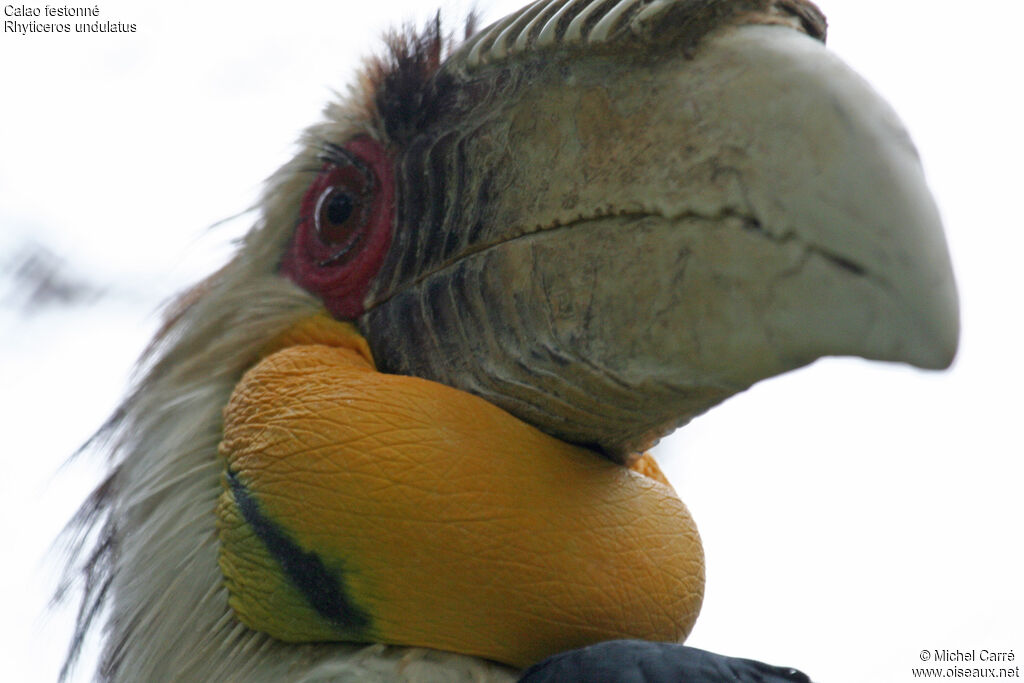 Wreathed Hornbill