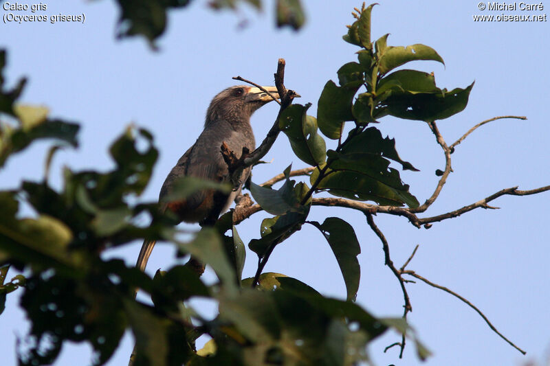Malabar Grey Hornbill female adult, identification