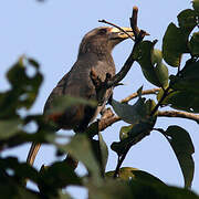 Malabar Grey Hornbill