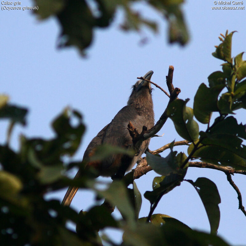 Malabar Grey Hornbill female adult
