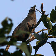 Malabar Grey Hornbill