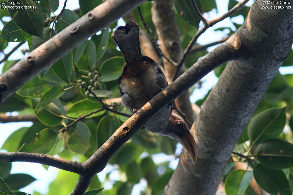 Malabar Grey Hornbill female adult