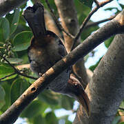 Malabar Grey Hornbill