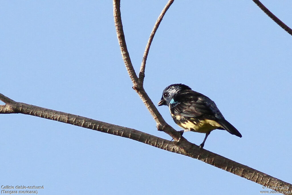 Turquoise Tanager