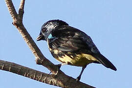 Turquoise Tanager