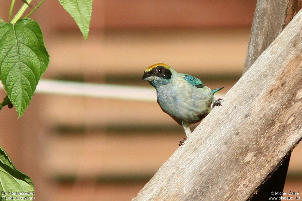 Burnished-buff Tanager male adult