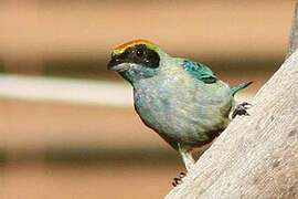 Burnished-buff Tanager