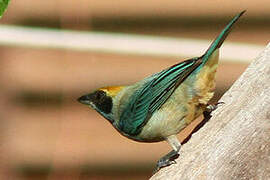 Burnished-buff Tanager