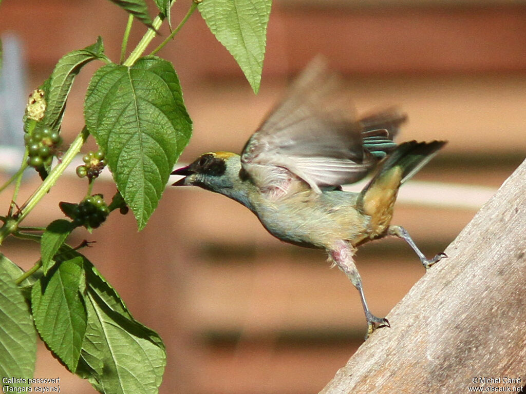 Burnished-buff Tanager male adult