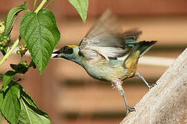 Burnished-buff Tanager