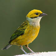 Calliste safran