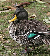 Yellow-billed Duck