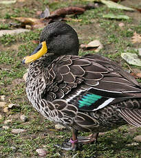 Canard à bec jaune