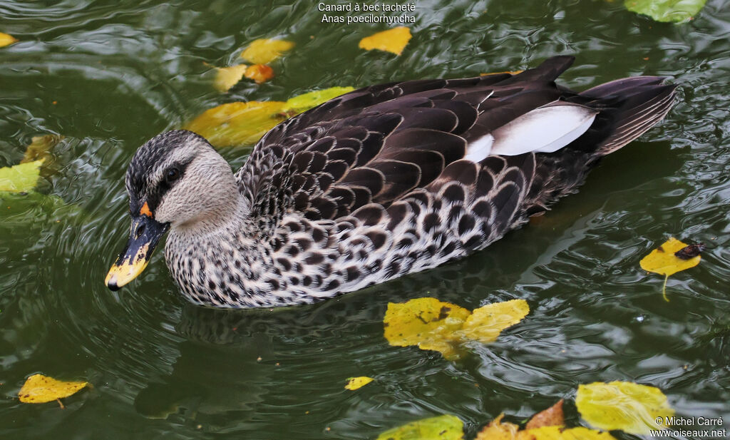 Canard à bec tacheté mâle adulte