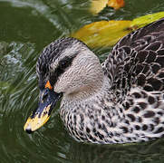 Canard à bec tacheté