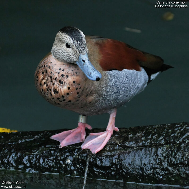 Ringed Teal male adult