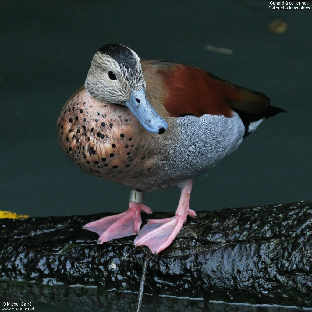 Canard à collier noir mâle adulte