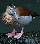 Ringed Teal