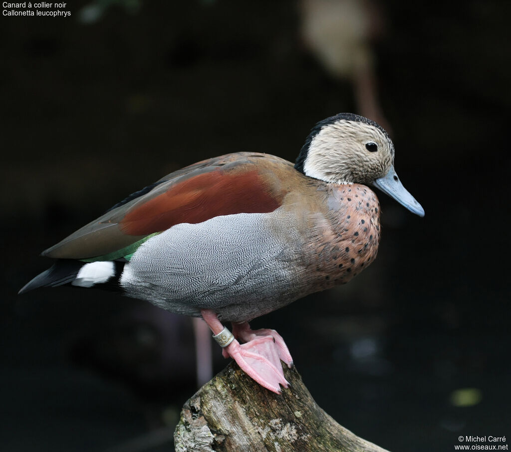 Canard à collier noir mâle adulte