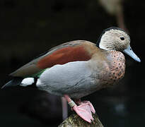 Ringed Teal