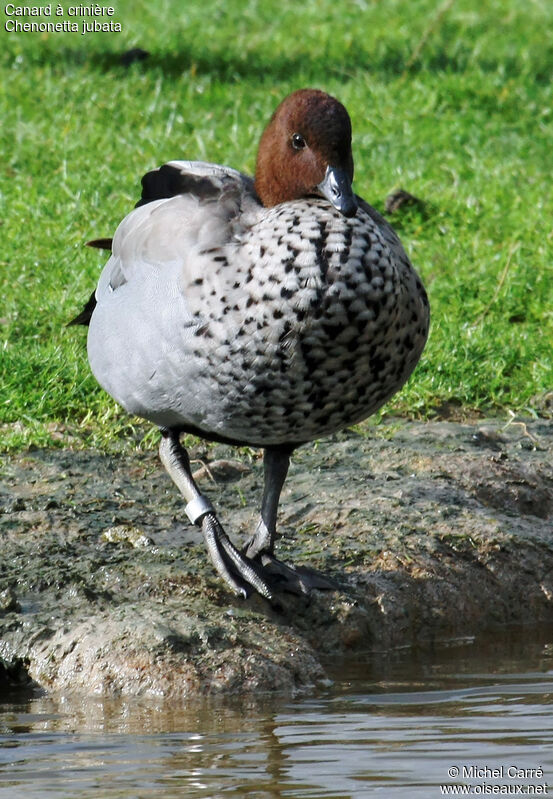 Maned Duck male adult