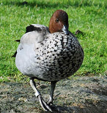 Canard à crinière