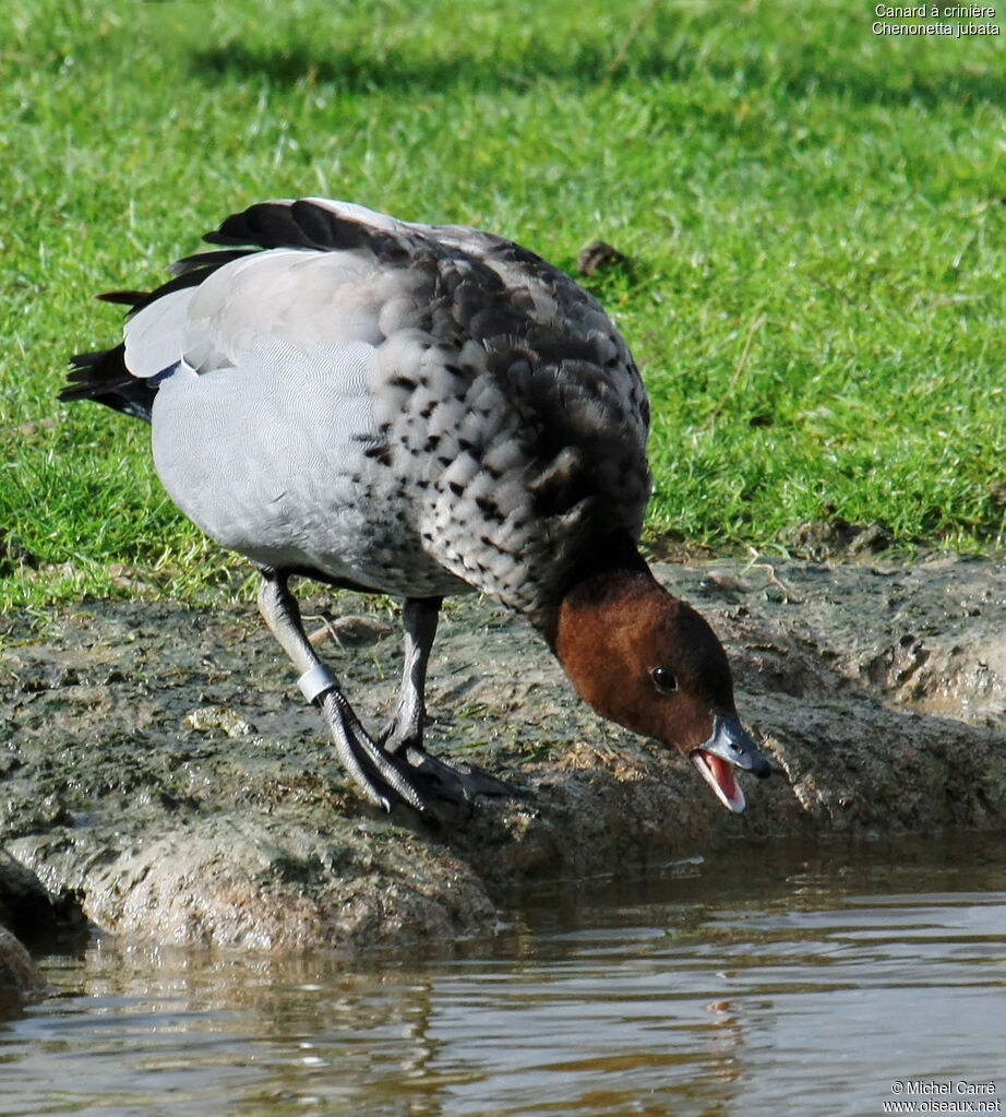 Canard à crinière mâle adulte