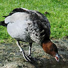 Canard à crinière