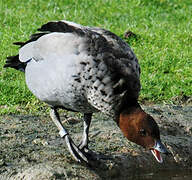 Canard à crinière