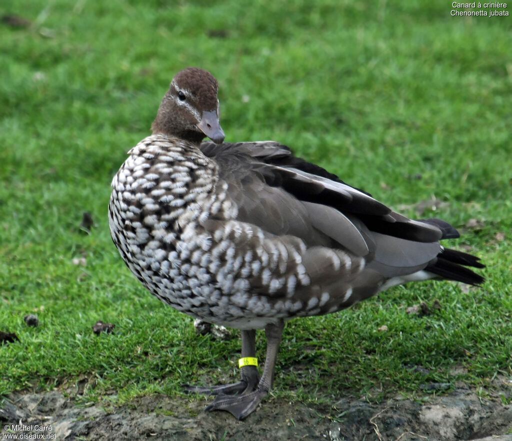 Canard à crinière femelle adulte