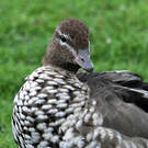 Canard à crinière