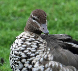 Canard à crinière